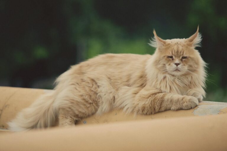 Mainkun cena – ile realnie kosztuje Maine Coon w Polsce i od czego to ...