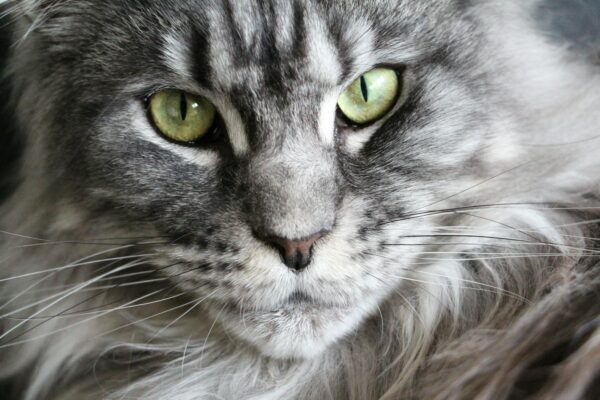 Mainkun cena – ile realnie kosztuje Maine Coon w Polsce i od czego to ...