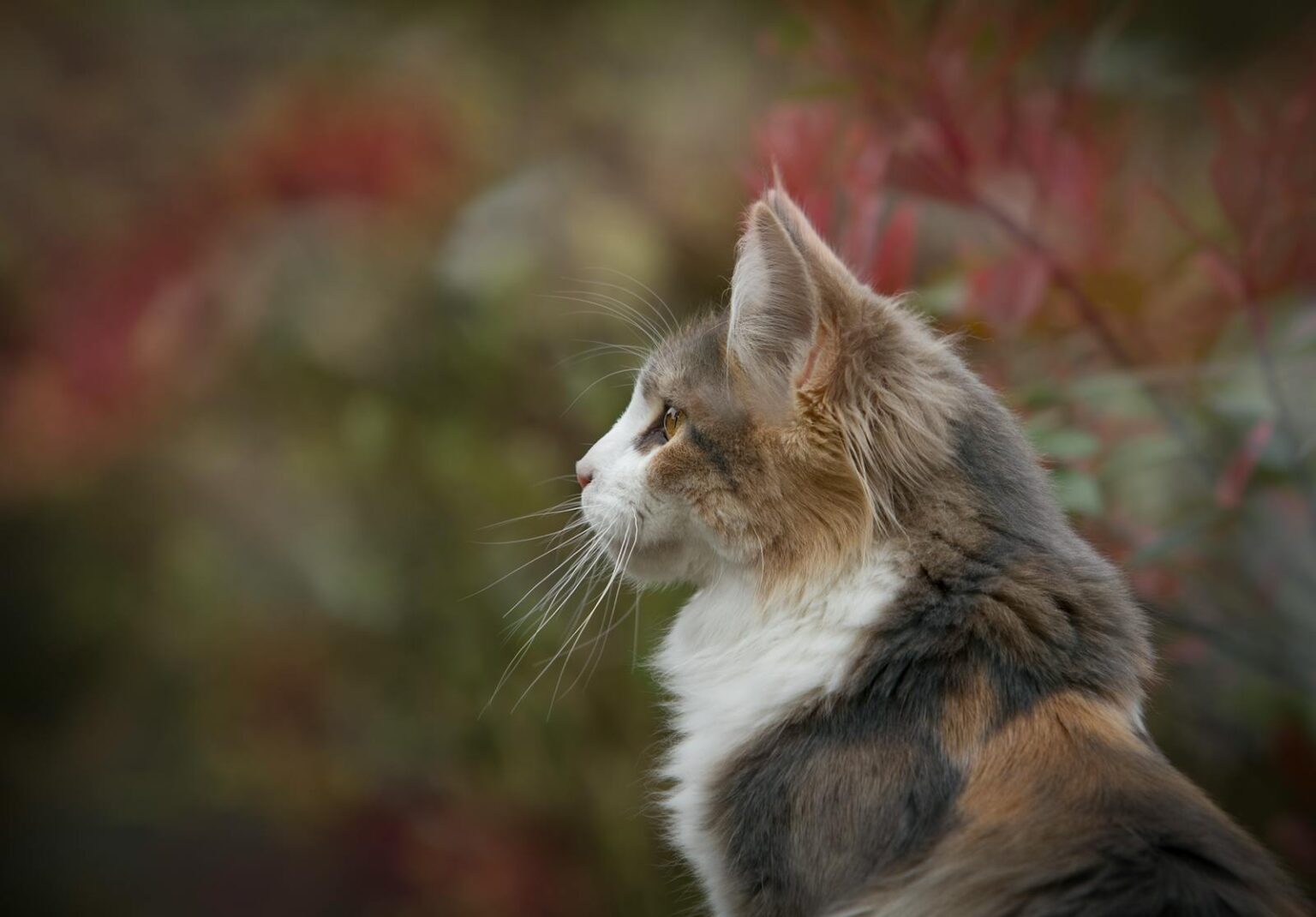 Mainkun cena – ile realnie kosztuje Maine Coon w Polsce i od czego to ...