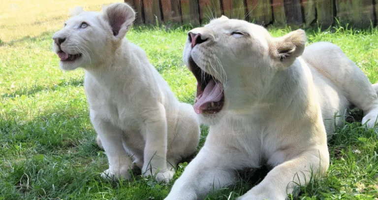 Jak wspierać zagrożone gatunki dzięki wirtualnej adopcji zwierząt online